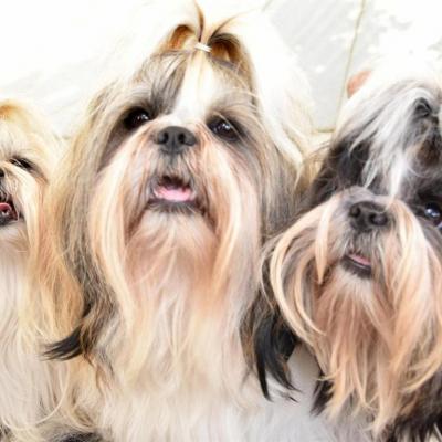 Dogs Medium
