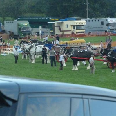 Heavy Horse Line Up Medium