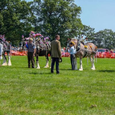 Heavy Horses 3 Medium