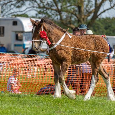 Shire Foal Medium
